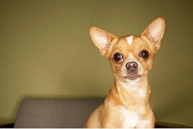 苹果CEO称赞《王者荣耀》已成为全球热门游戏